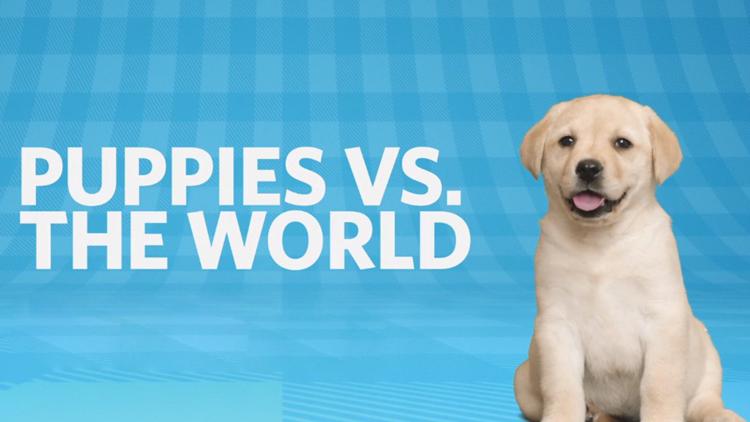 Постер Puppies vs. the World