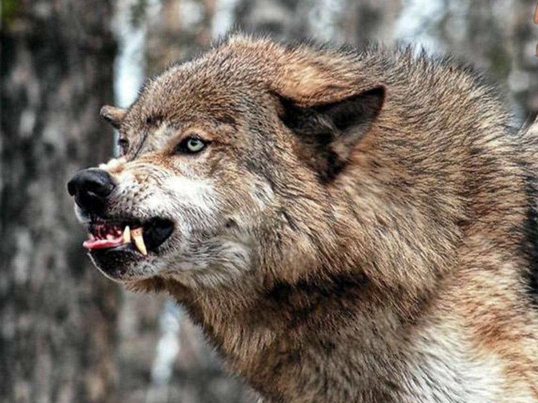 Кошмары дикой природы (koshmary-dikoj-prirody) Документальный фильм