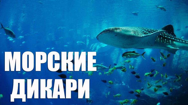 Постер Морские хищники