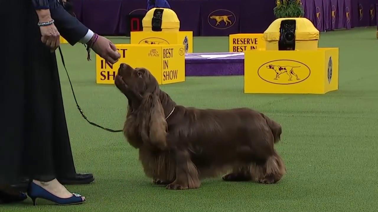 Best of 2016 Westminster Dog Show (best-of-2016-westminster-dog-show) ТВ-шоу