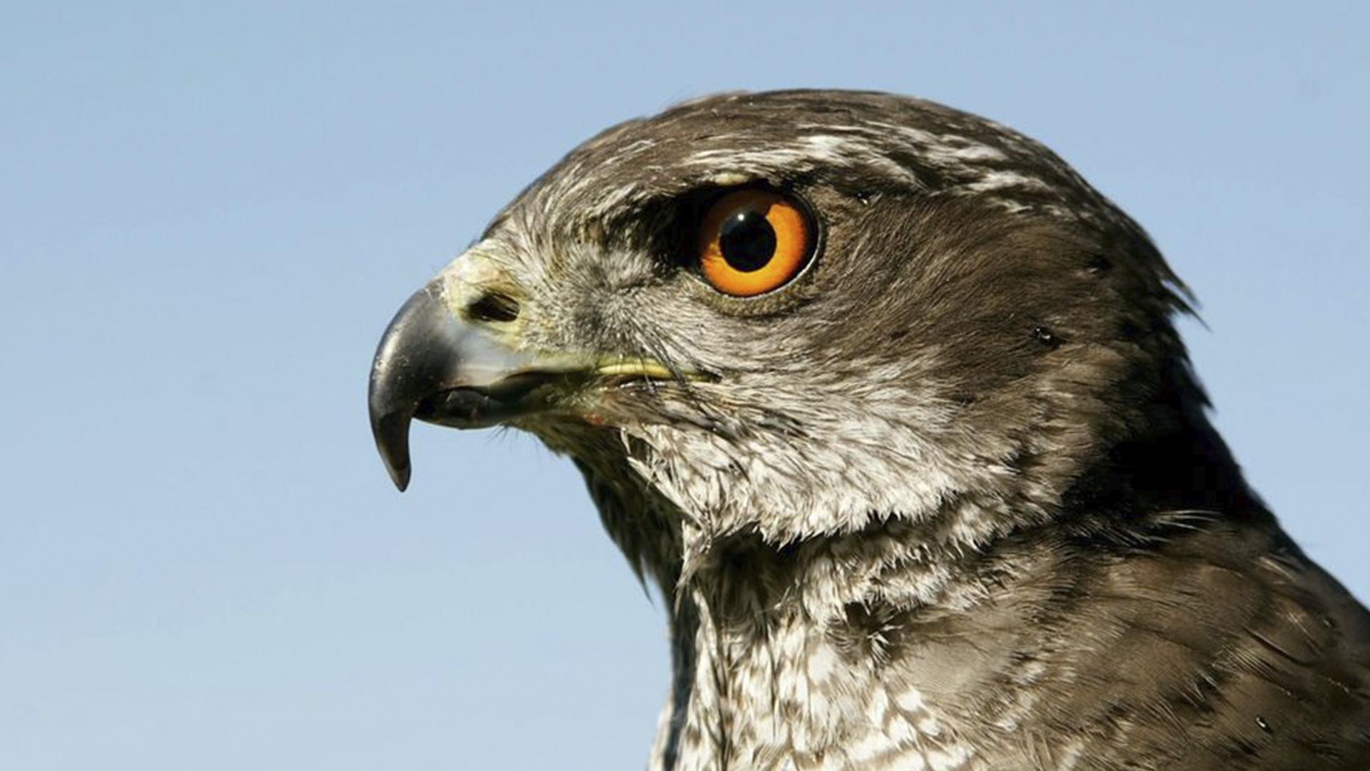 Jäger der Lüfte. Habichte, Bussarde und Adler (jger-der-lfte-habichte-bussarde-und-adler) Документальный фильм