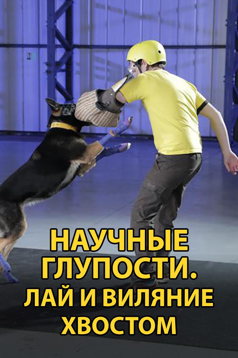 Научные глупости. Лай и виляние хвостом (nauchnye-gluposti-laj-i-viljanie-hvostom) Познавательное