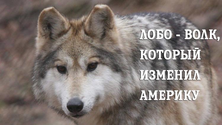 Постер Лобо - волк, который изменил Америку