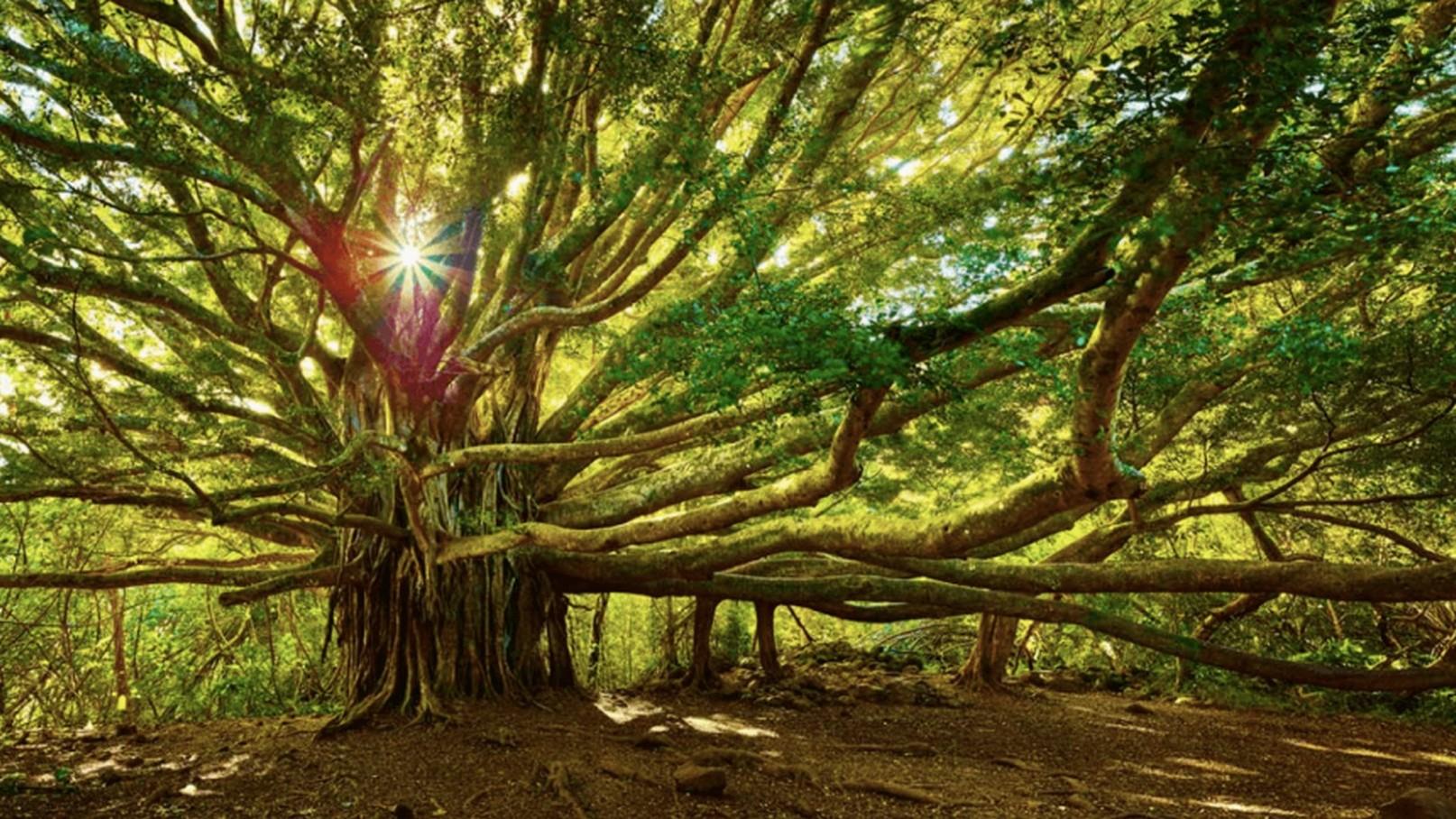 Árboles de vida (rboles-de-vida) Документальный фильм