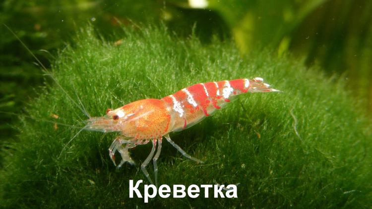 Постер Креветка