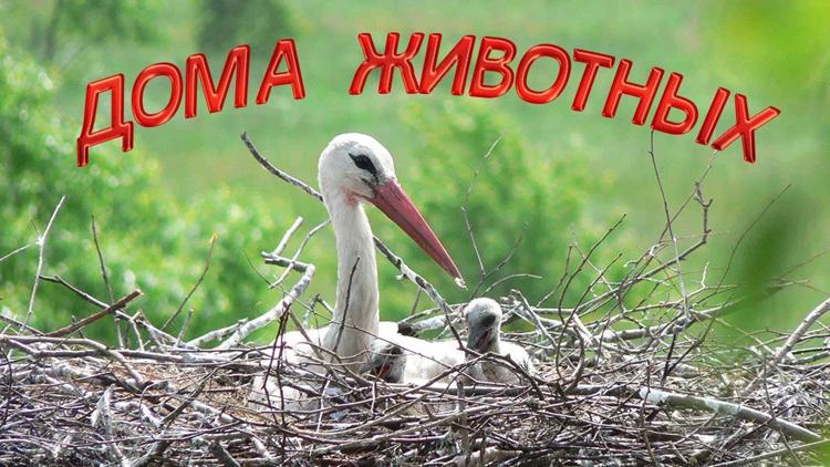 Постер Дома животных