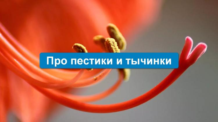 Постер Про пестики и тычинки