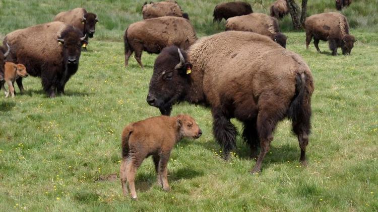 Постер La mère de tous les bisons