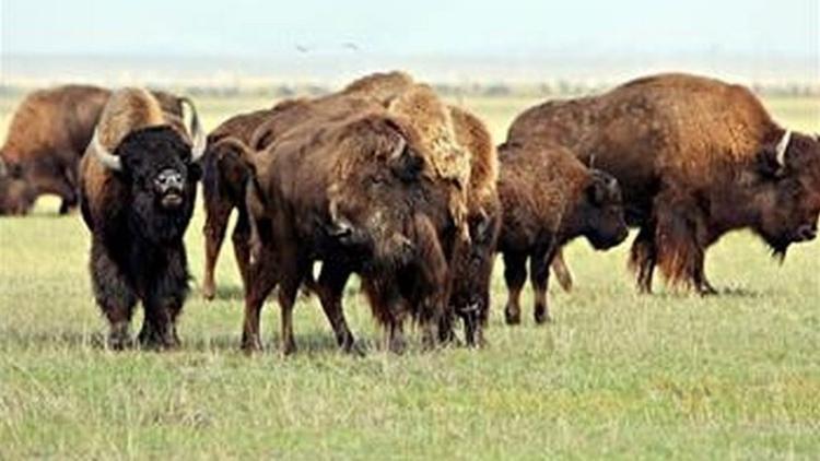 Постер La mère de tous les bisons