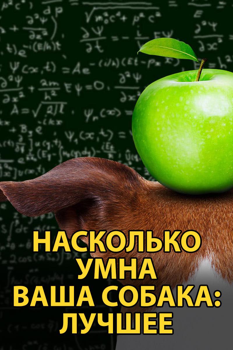 Насколько умна ваша собака: лучшее (naskolko-umna-vasha-sobaka-luchshee) Документальный фильм