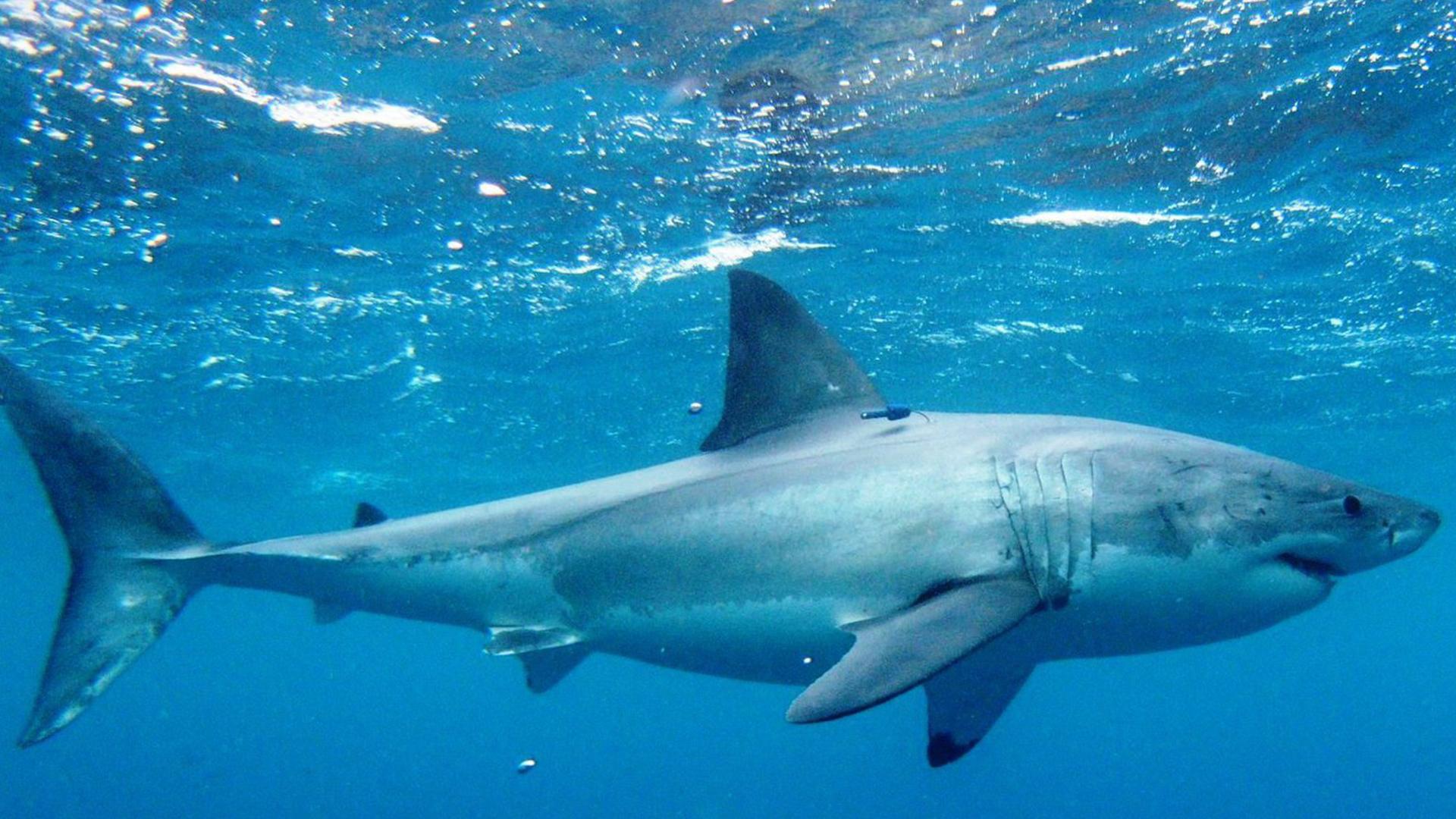 Летающие челюсти: прогулка с белыми акулами (letajuschie-cheljusti-progulka-s-belymi-akulami) Документальный фильм