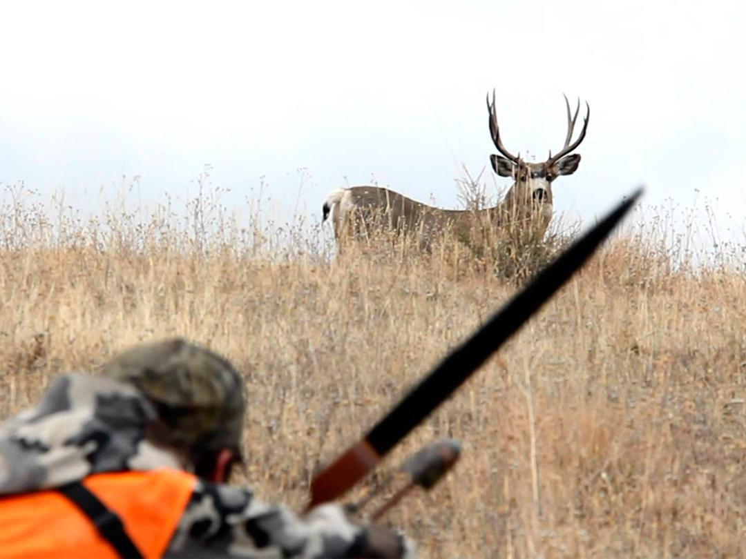 Безумная охота с луком (bezumnaja-ohota-s-lukom) Досуг, хобби