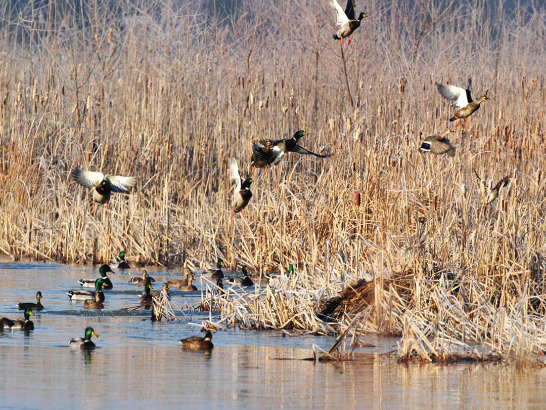 Водоплавающие на прицеле (vodoplavajuschie-na-pritsele) Реалити-шоу