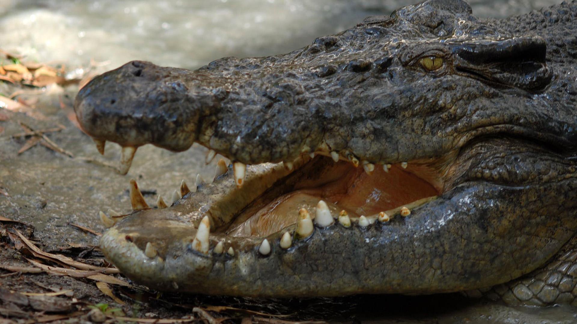 Самые опасные крокодилы мира (samye-opasnye-krokodily-mira) Документальный фильм