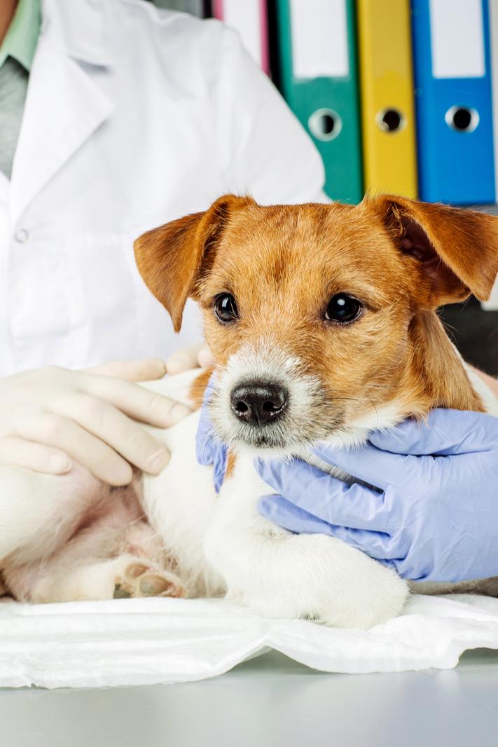 Школа ветеринаров: сафари (shkola-veterinarov-safari) Документальный сериал