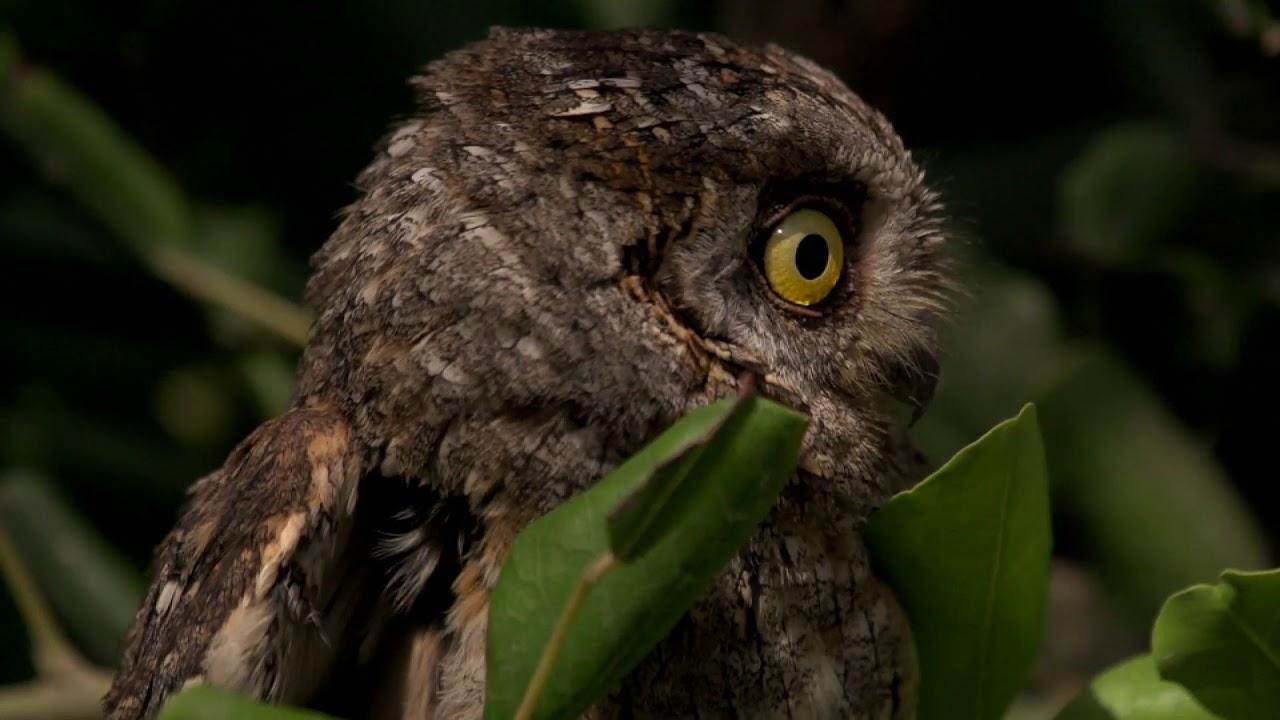 Xarxa Natura (xarxa-natura) Познавательное