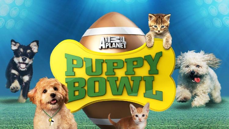 Постер Puppy Bowl Presents