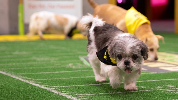 Постер Puppy Bowl Presents