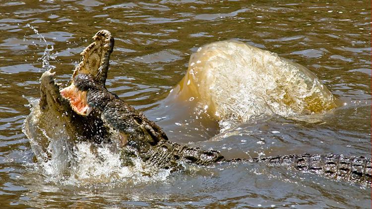 Постер Crocs of the Caribbean