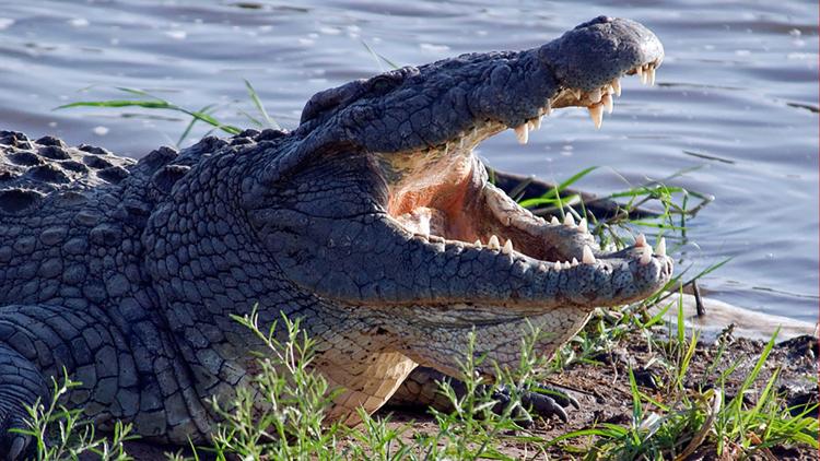 Постер Crocs of the Caribbean