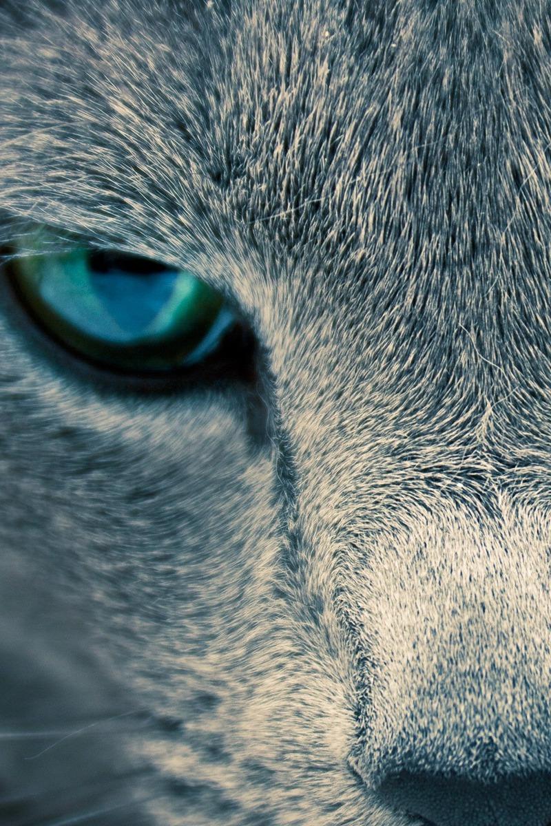 Mirada animal (mirada-animal) Познавательное