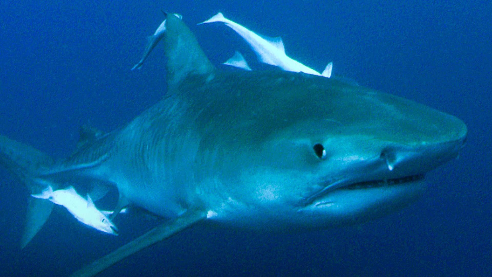 Берег хищников (bereg-hischnikov) Документальный фильм