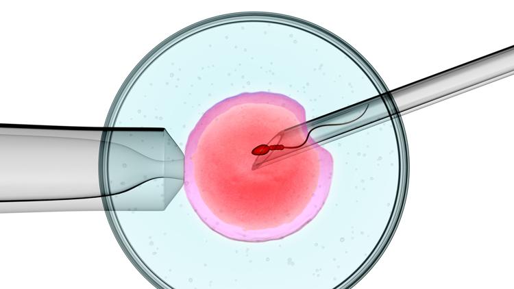 Постер In vitro. Nauka czy cud