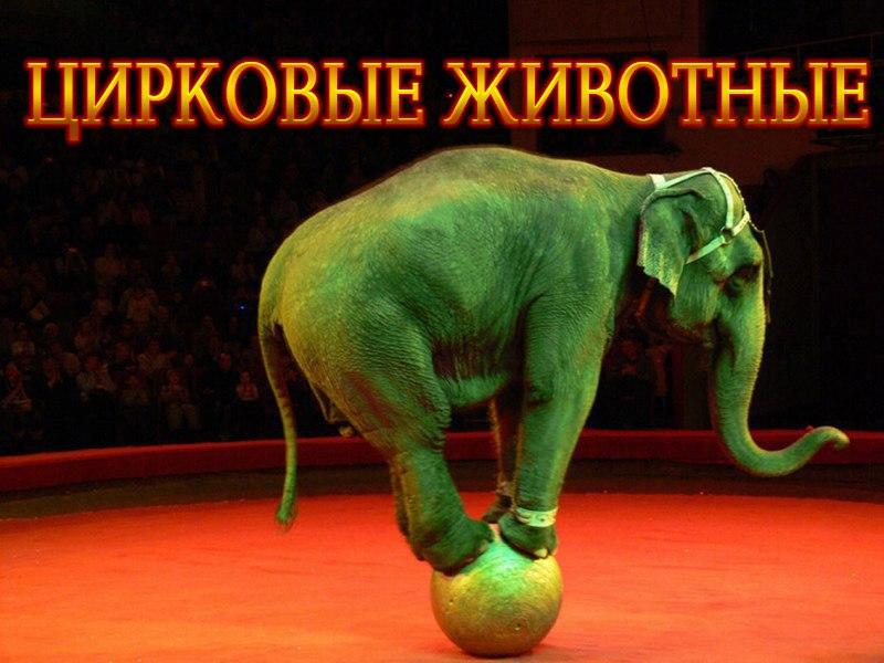 Цирковые животные (tsirkovye-zhivotnye) Документальный сериал