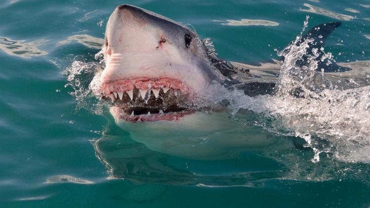 Постер Tiburones: Sharks Of Cuba