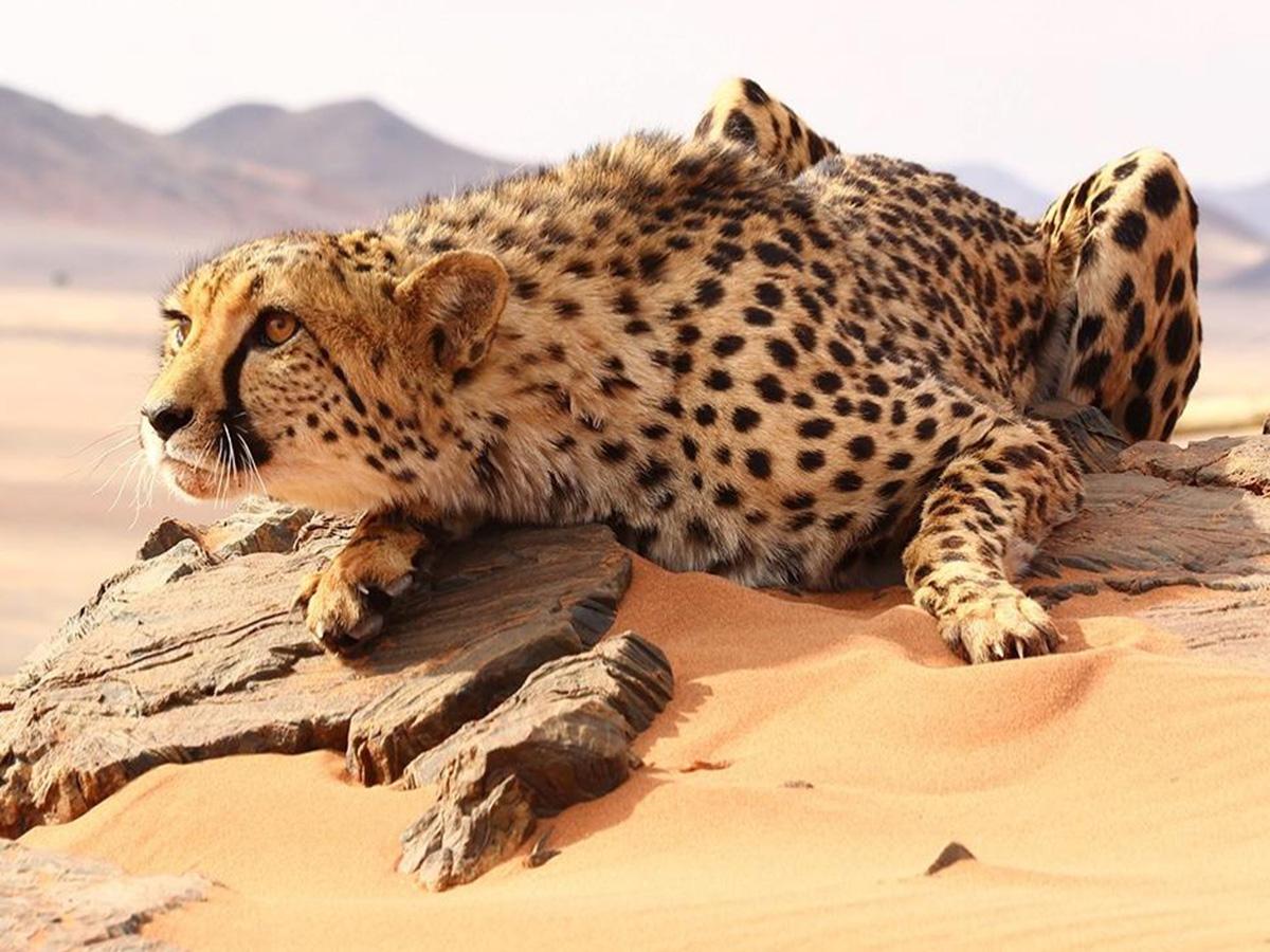 Big Cat Week (big-cat-week) Познавательное