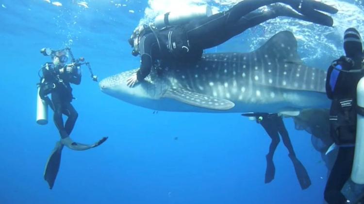 Постер Shark divers