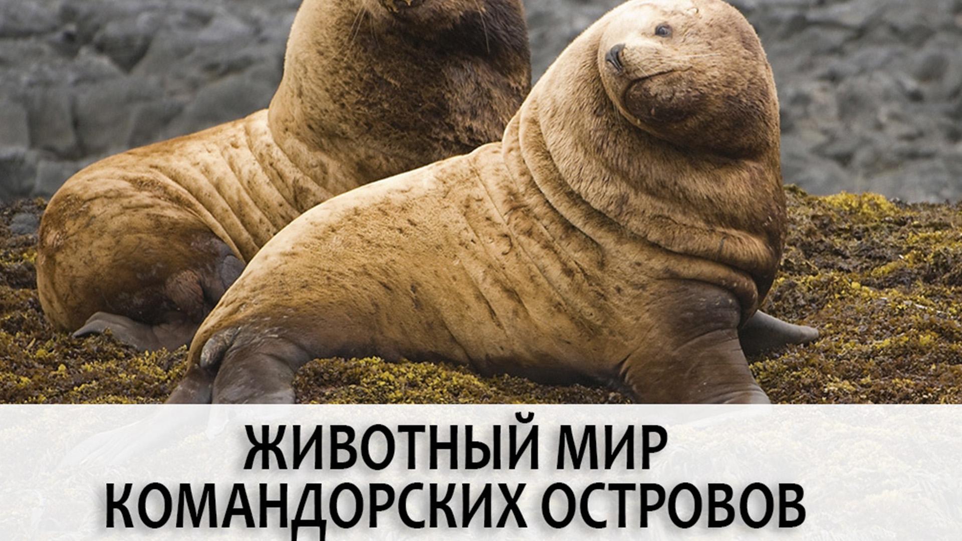 Животный мир Командорских островов (zhivotnyj-mir-komandorskih-ostrovov) Документальный фильм