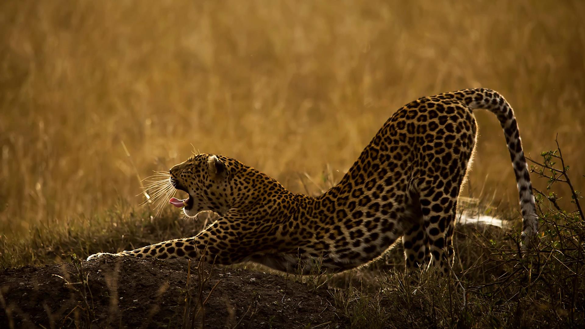 Человек, гепард, природа (chelovek-gepard-priroda) Документальный сериал