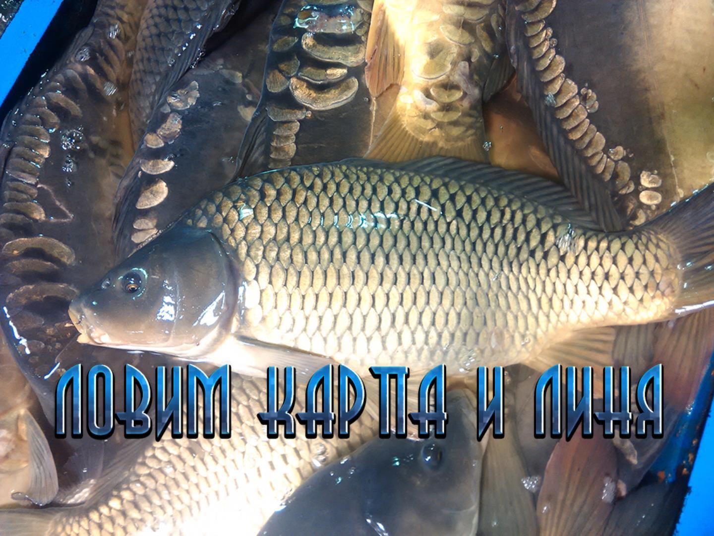 Ловим карпа и линя (lovim-karpa-i-linja) Документальный сериал
