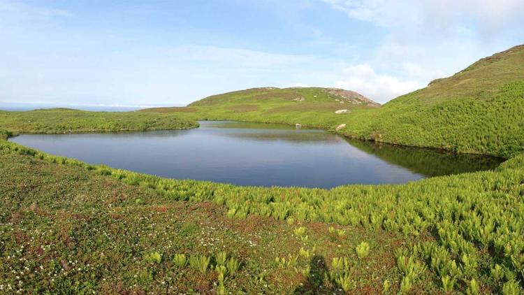 Постер La nature à l'état sauvage