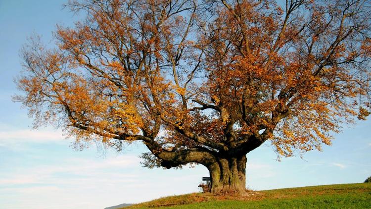 Постер Die geheimnisvolle Welt der Bäume – Naturschätze der Steiermark