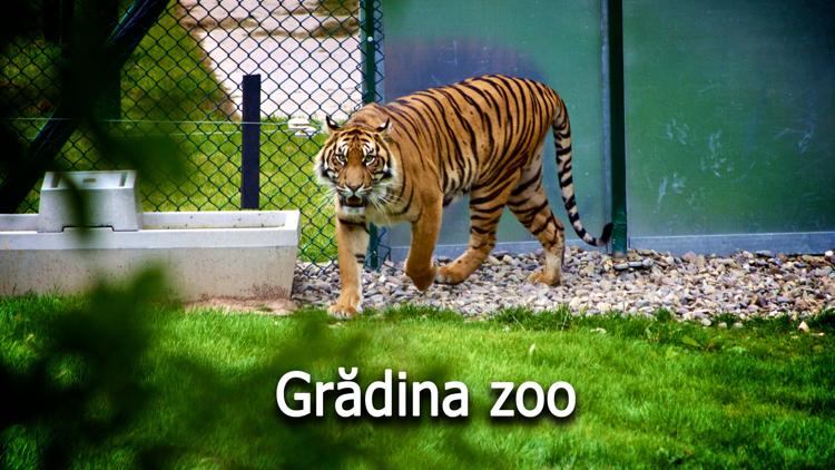 Постер Grădina zoo