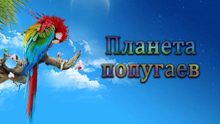 Постер Планета попугаев