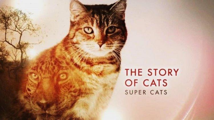 Постер The Story of Cats