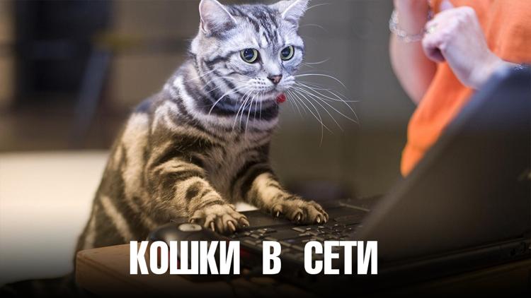 Постер Кошки в сети