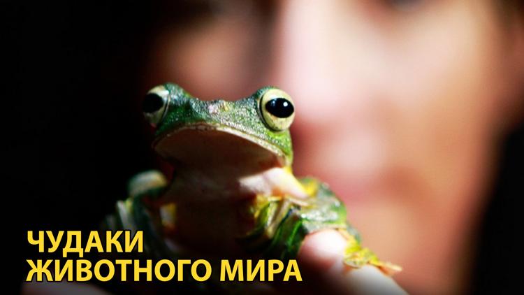 Постер Чудаки животного мира