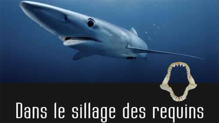 Постер Dans le sillage des requins