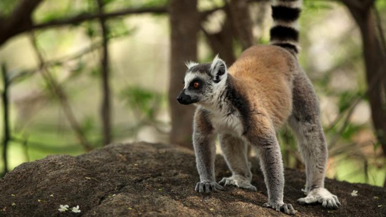 Постер Unbekanntes Madagaskar