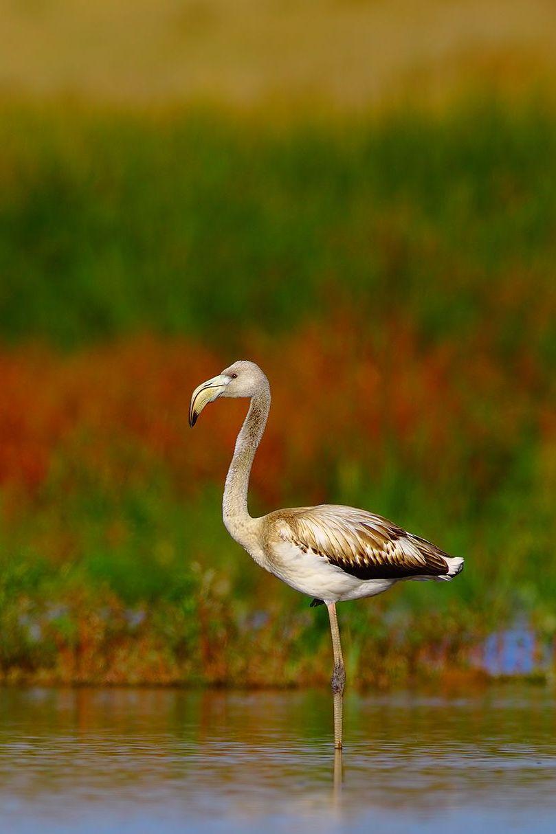 Doğal Hayat (doal-hayat) Документальный сериал