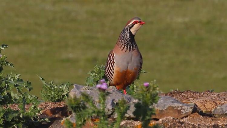 Постер Laukinės Arkties gamtos įdomybės