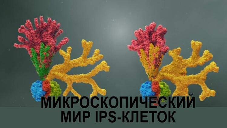 Постер Микроскопический мир iPS-клеток