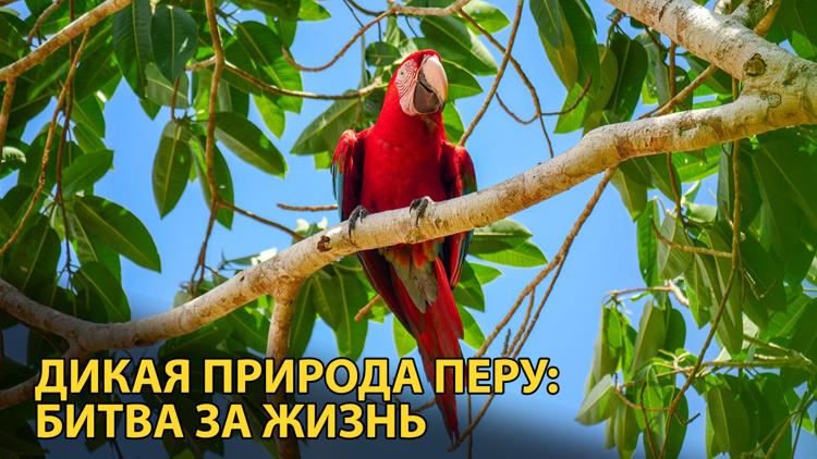 Постер Дикая природа Перу: Битва за жизнь