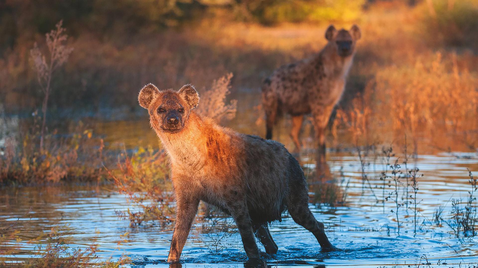 Когда хищники атакуют (kogda-hischniki-atakujut) Документальный сериал