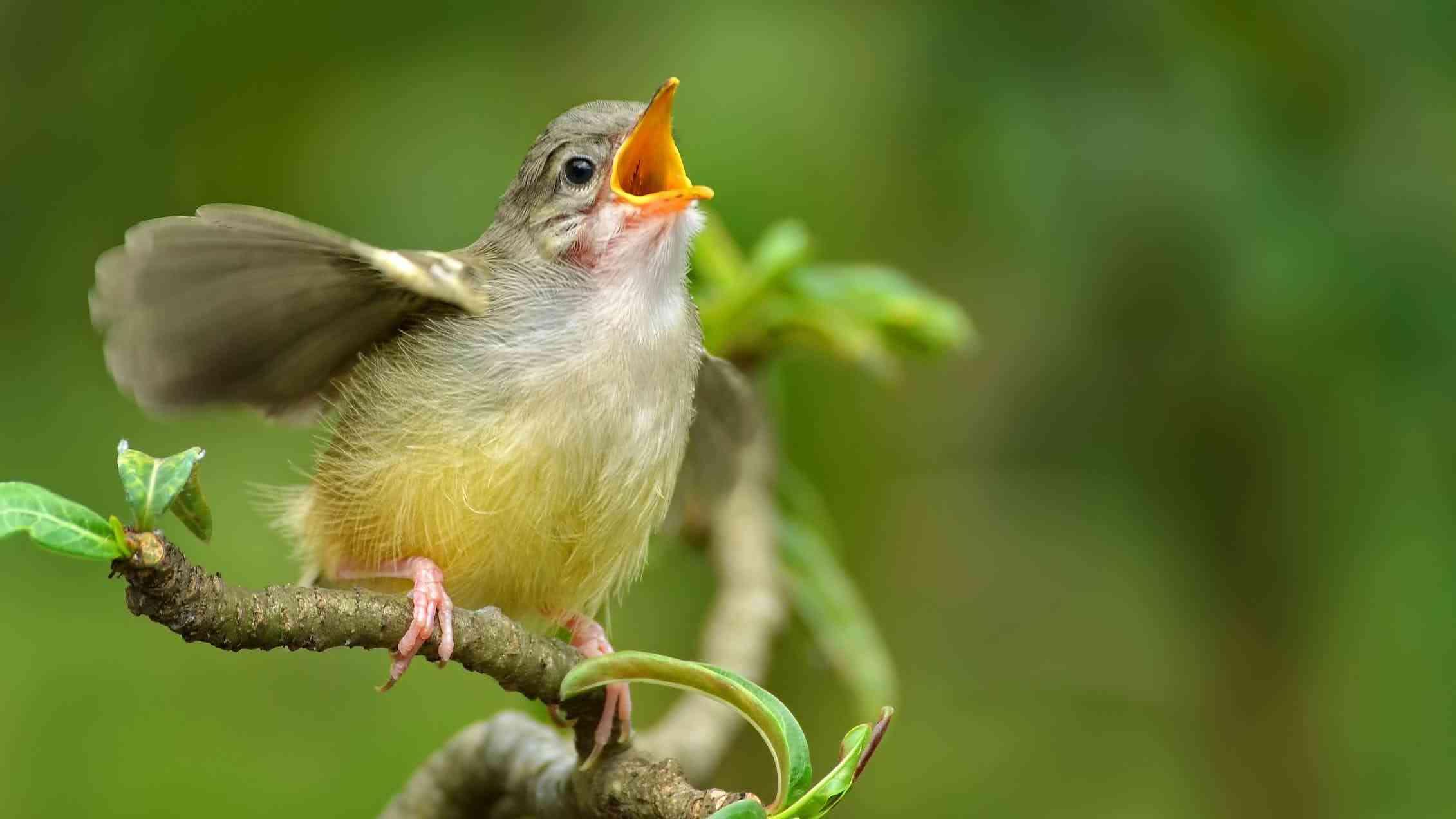 Поющая птица (pojuschaja-ptitsa) Документальный фильм