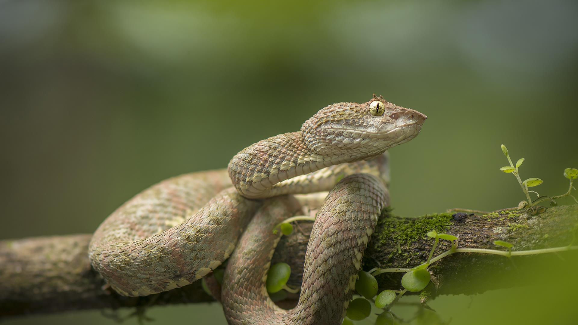 Меня укусили (menja-ukusili) Документальный сериал